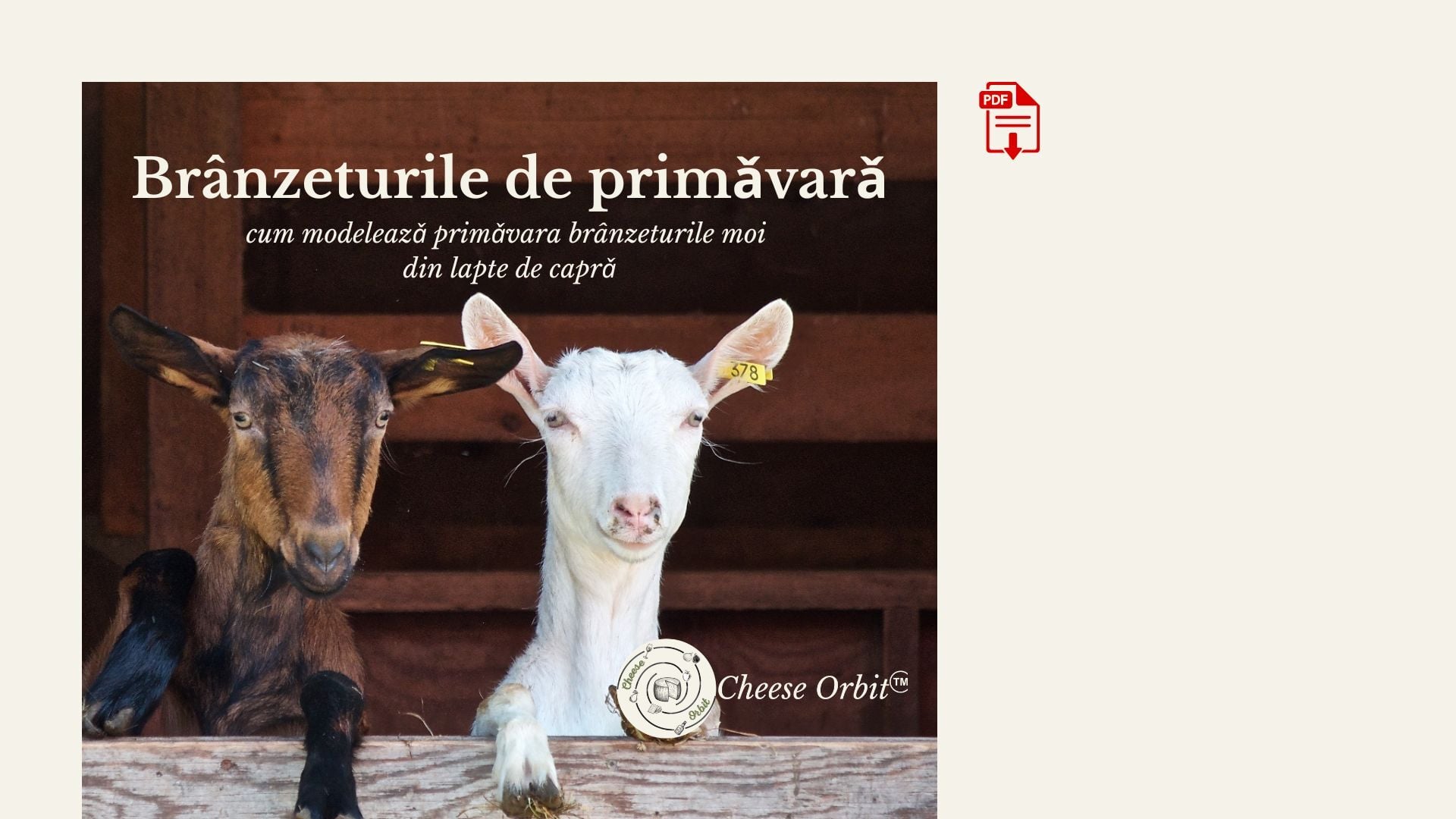 You capote de capra privind peste gard