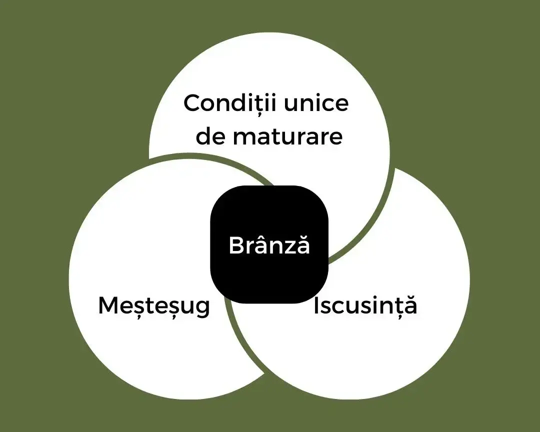 schema pe fundal vede pal care explica relate dintre mestesufgul de branza, branza si camera de maturare