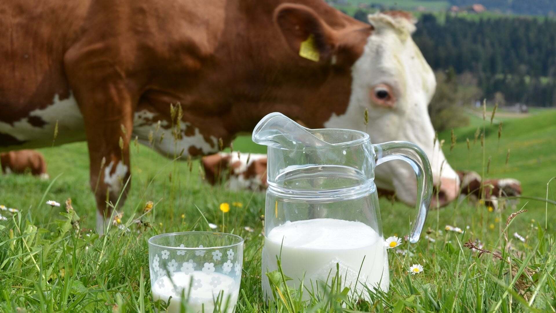 Vaca din rasa Baltata Romaneasca pascand pepajisti de monte
