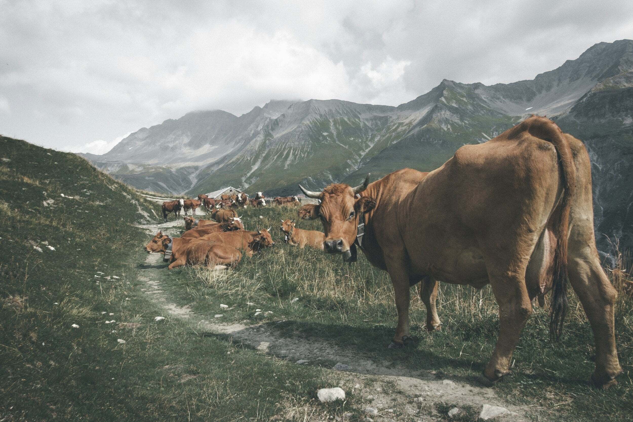 vaca care paste in peisajul alpin cu alte vaci care fac parte din cireada si care stau asezate pe un drum spre mount cu piscuri inzapezite