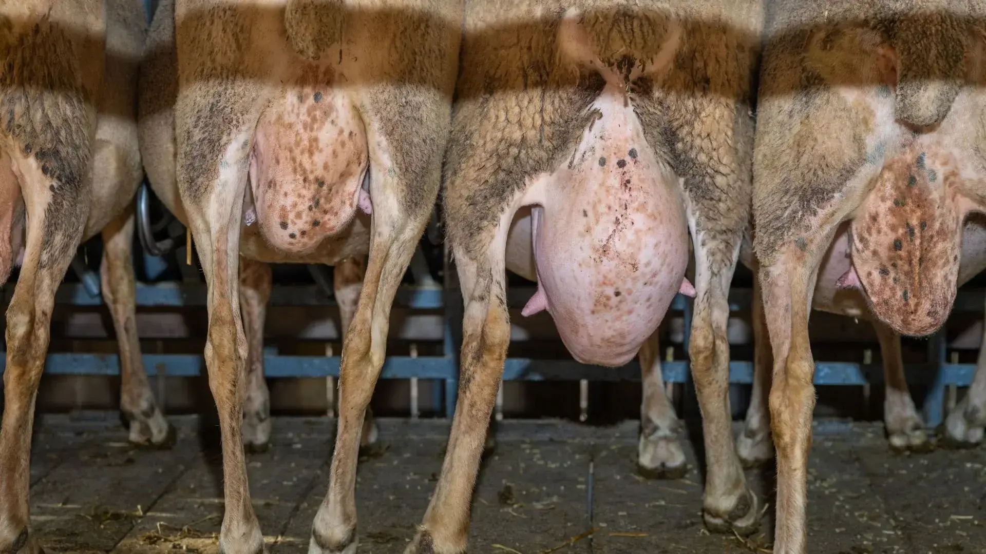 4 ugere de capra asteptrand sa fie mulse
