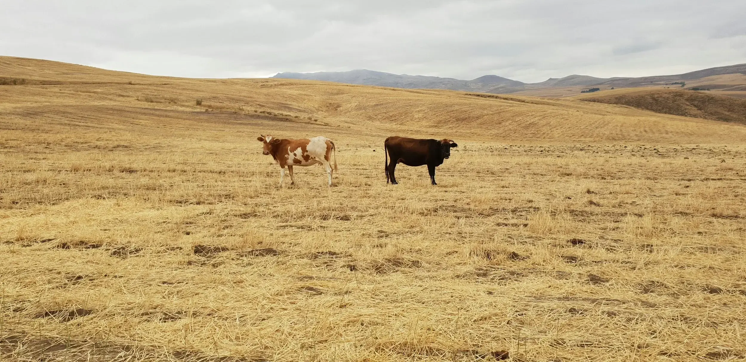 Doua vaci pe un deal uscat de soare din cauza schimbarilor climatice